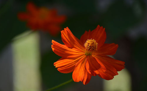 Close-up of red flower