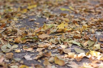 Close-up of fallen maple leaves