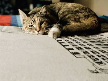 Close-up portrait of a cat resting on bed