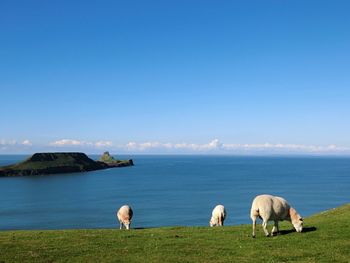 Cows grazing on landscape by sea against clear sky