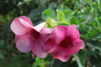 Close-up of pink flowers