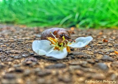 Close-up of snail on land