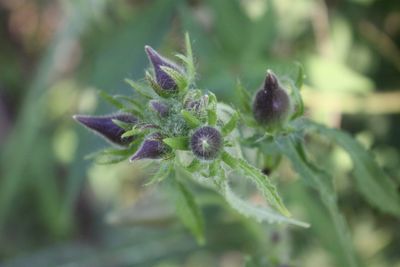 Close-up of flower buds
