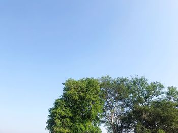 Low angle view of tree against clear sky