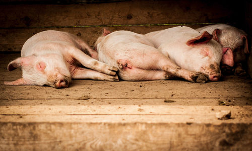 Pigs relaxing wooden floor