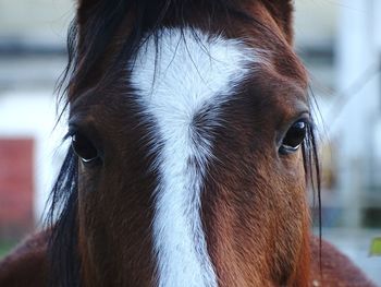 Close-up of horse