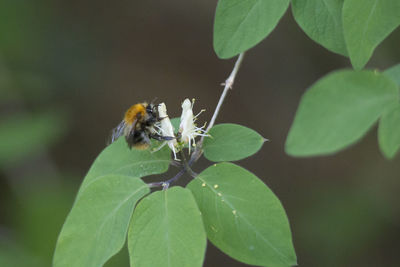 Close-up of insect on leaf