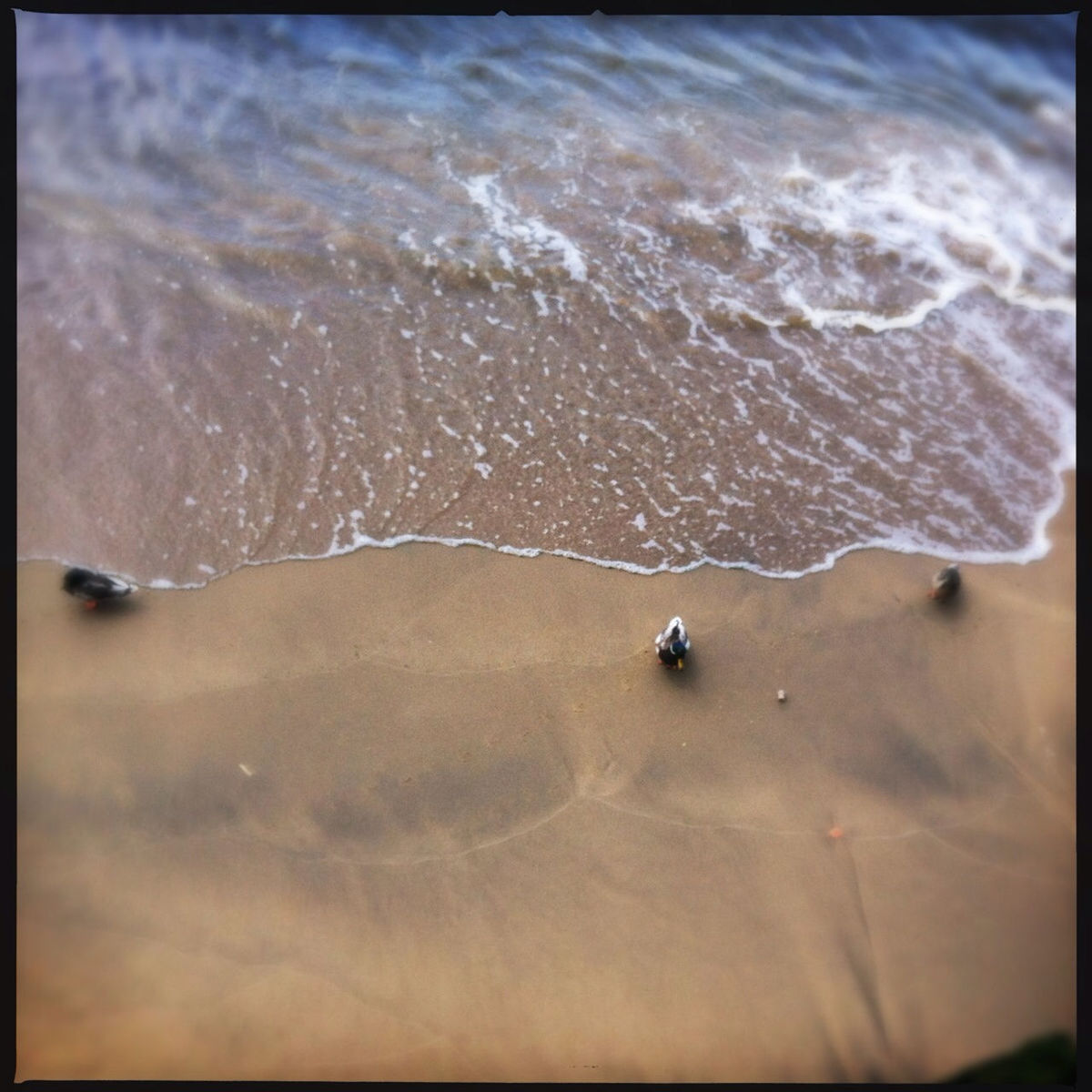 sand, beach, transfer print, sea, auto post production filter, water, shore, high angle view, nature, one animal, animal themes, animals in the wild, wildlife, day, outdoors, tranquility, beauty in nature, sunlight, wave, insect