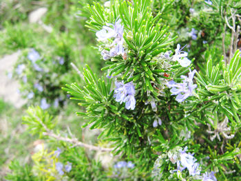 Close-up of purple flowering plant