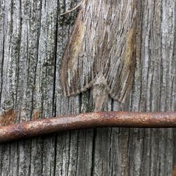 Close-up of rusty wood