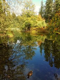 Reflection of trees in calm lake