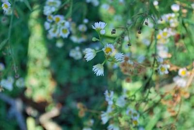 Close-up of flowering plant against blurred background