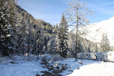 Trees on snow covered field against sky