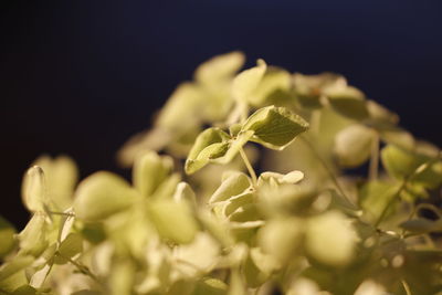 Close-up of plant