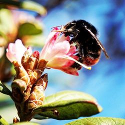 Close-up of bee on pink flower