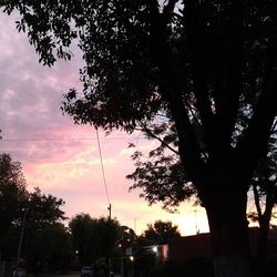 Silhouette of trees at sunset