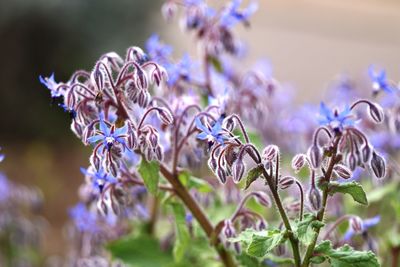 Close-up of purple flowering plants