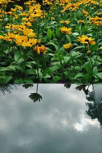 Yellow flowers by lake