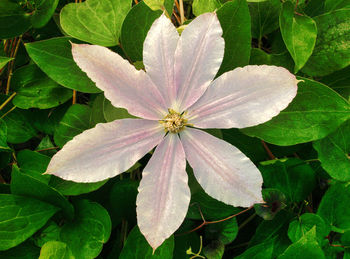 Close-up of flowering plant