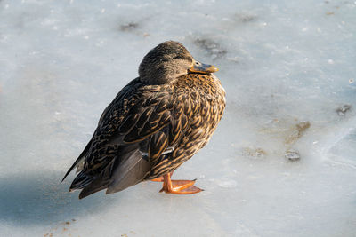 Mallard duck is perched on a piece of ice from a frozen lake on a cold day in winter