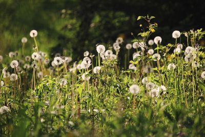 Close-up of white flowering plants on field