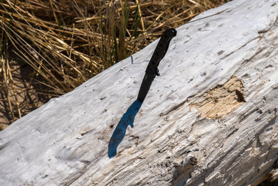 High angle view of dead fish on tree