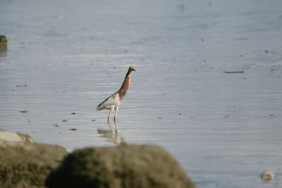 Bird perching on a lake