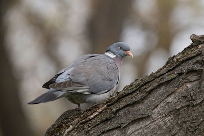 Close-up of bird perching on wood