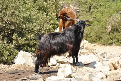 Horse standing outdoors