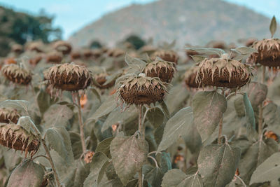 Close-up of wilted flowers on field