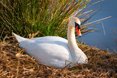 Swan in a lake