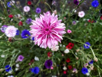 Close-up of flowers blooming in spring