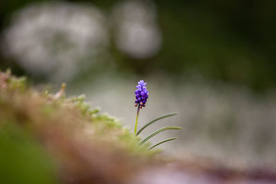 Close-up of purple flowering plant