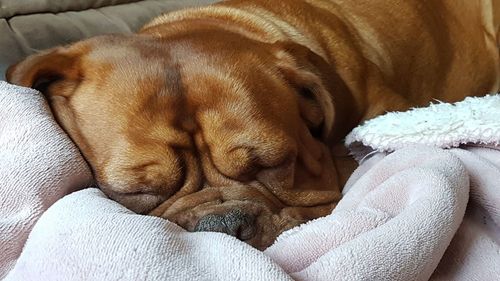 Close-up of dog sleeping at home