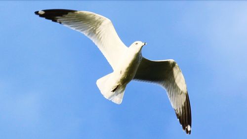 Low angle view of seagull flying against clear blue sky