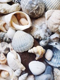 High angle view of shells