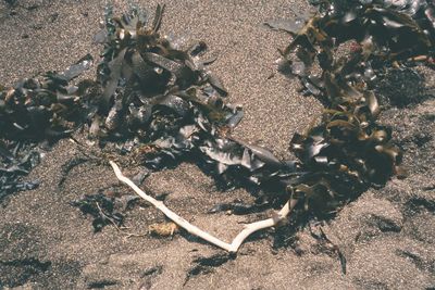 High angle view of shells on sand