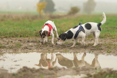 View of dogs on shore