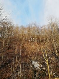 Dry grass on field against sky