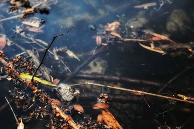 High angle view of dry leaves in lake