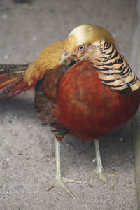 Close-up of golden pheasant looking away while standing on field