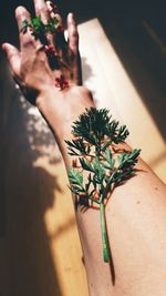 Close-up of hand holding plant