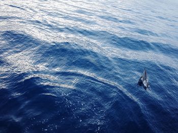 High angle view of dolphin jumping in sea