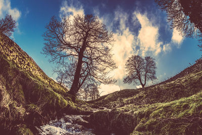 Low angle view of bare trees against sky