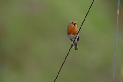 Close-up of bird perching on twig