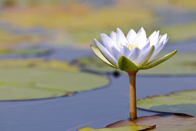 Close-up of water lily in lake