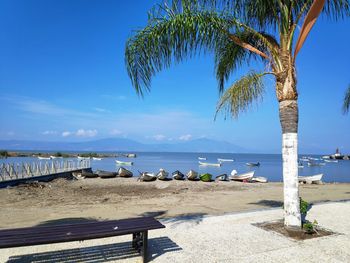 Palm trees on beach against blue sky