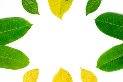 Close-up of leaves against white background