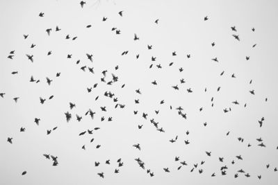 Low angle view of birds flying in the sky