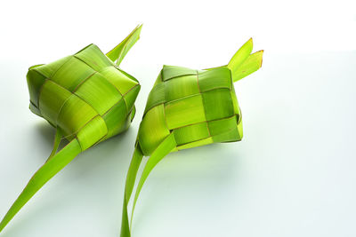 Close-up of green leaves on white background